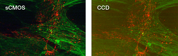 Zyla cMOS and CCD
