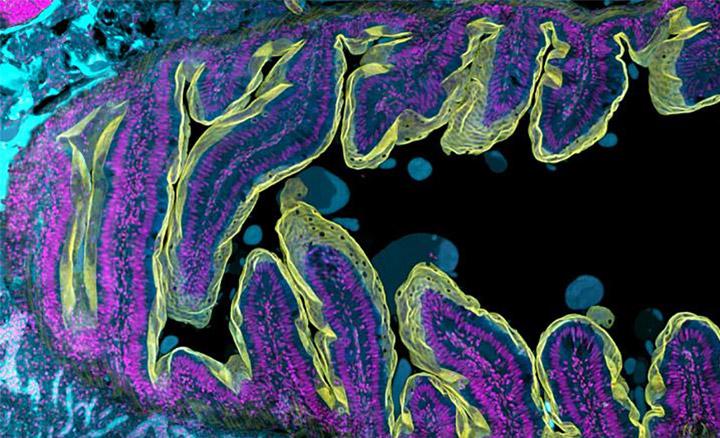 The Ultimate Benchtop Microscope Family - Andor - Oxford Instruments