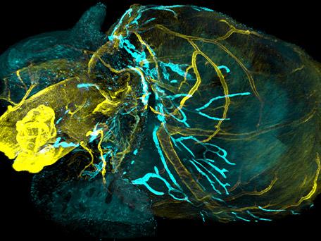 A developing zebrafish embryo imaged from 4 to 18 hours post fertilization where each cell nucleus is labelled with Courtesy of Gopi Shah‚ MPI-CBG, Dresden