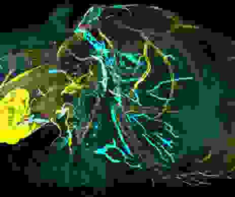 A developing zebrafish embryo imaged from 4 to 18 hours post fertilization where each cell nucleus is labelled with Courtesy of Gopi Shah‚ MPI-CBG, Dresden