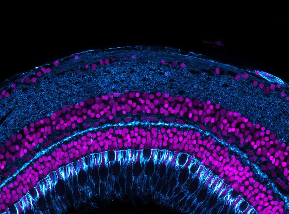 3D high-resolution multi-fields of view image of a zebrafish retina labeled with Phalloidin and DAPI.