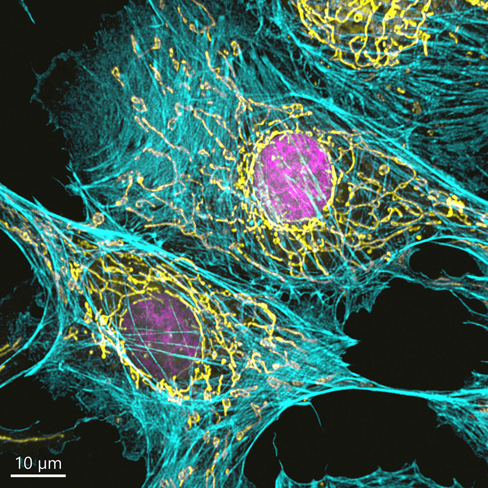 Mammalian cells imaged with BC43​.