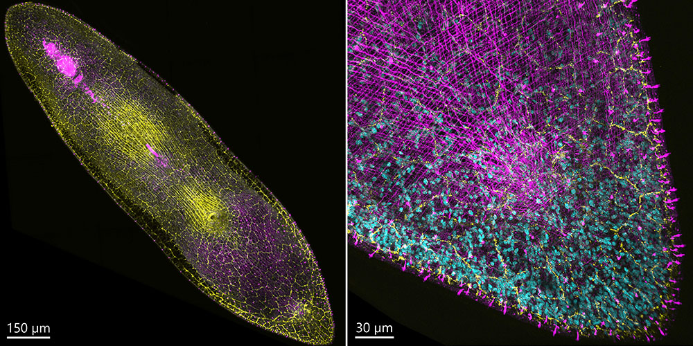 Simultaneous labeling of the nervous and muscular systems of the worm acoelomorpha​.