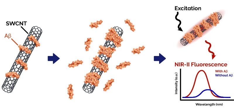 Illustration of the Aβ sensing principle in Aβ-functionalised SWCNT nanosensors.