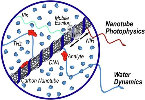 Illustration of SWCNT-based molecular sensors and the spectroscopy techniques used for mechanistic studies