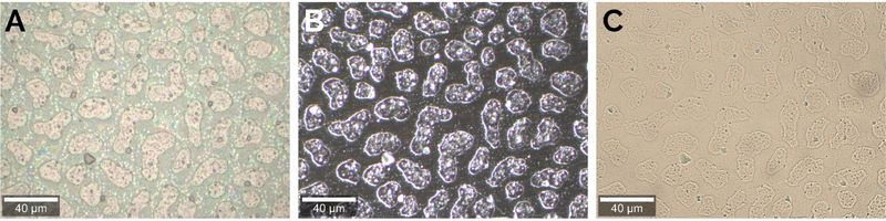 Overview images of a copolymer sample in reflection, darkfield, and transmission mode